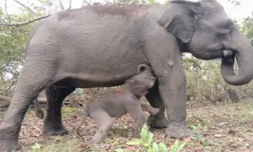 Male Sumatran Elephant Born in Way Kambas National Park